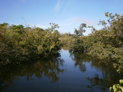 Árvores submersas no período de águas altas